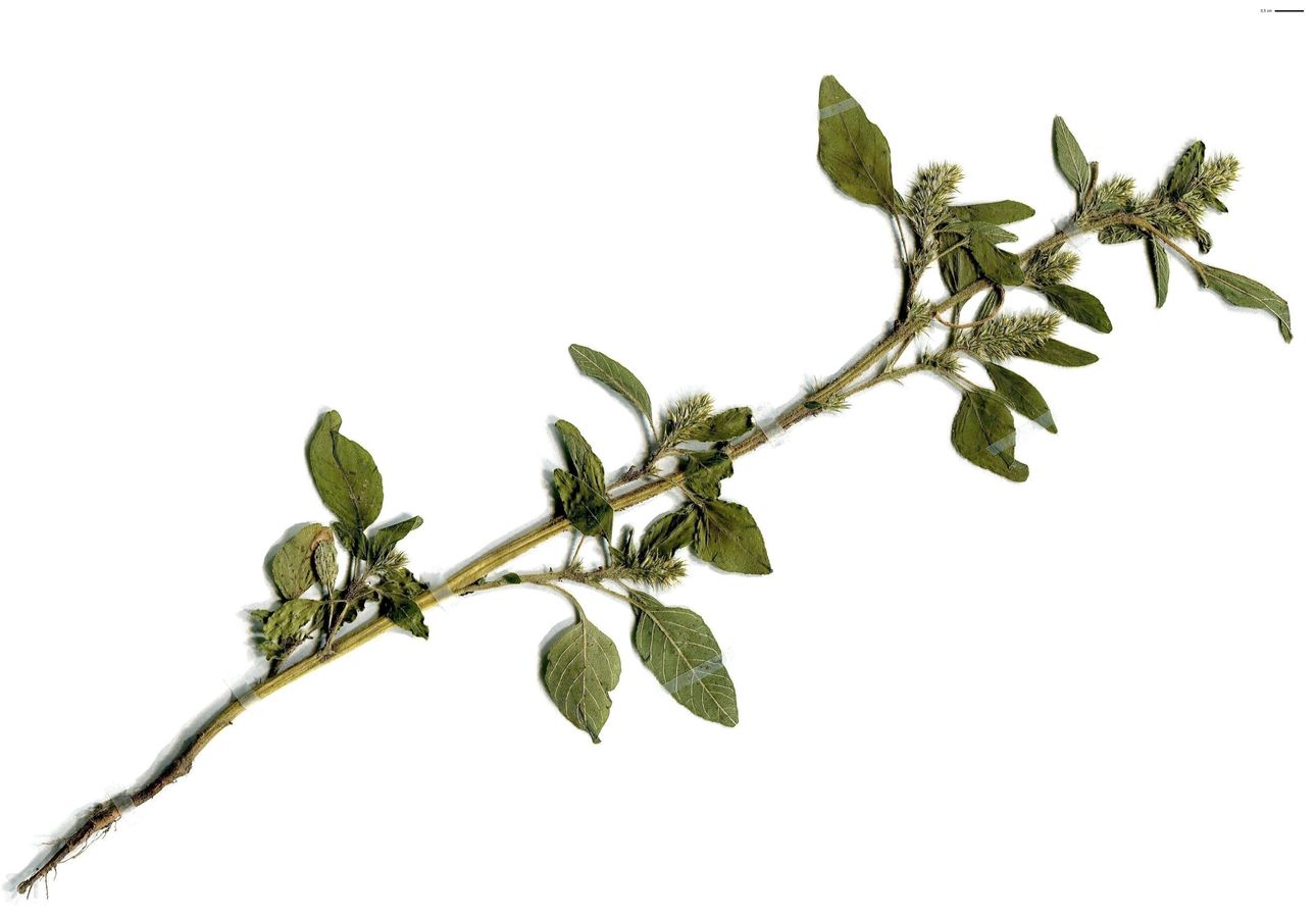 Amaranthus blitum subsp. blitum (Amaranthaceae)